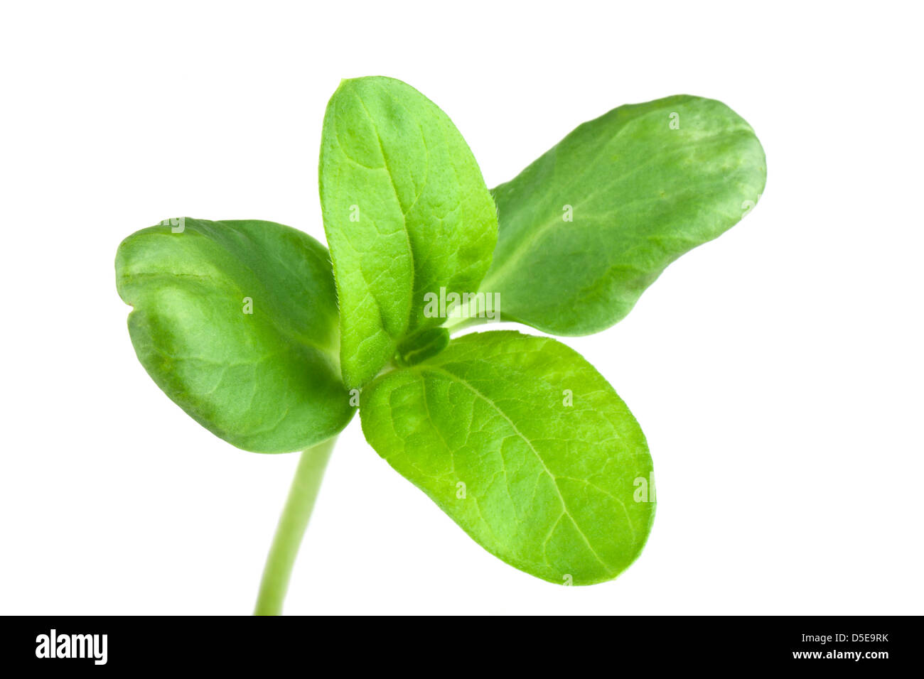 Green sprouts of sunflower Stock Photo Alamy
