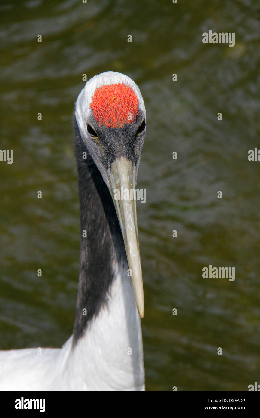 Head and neck of Redcrowned Crane at Hamura Zoo Tokyo Japan Stock