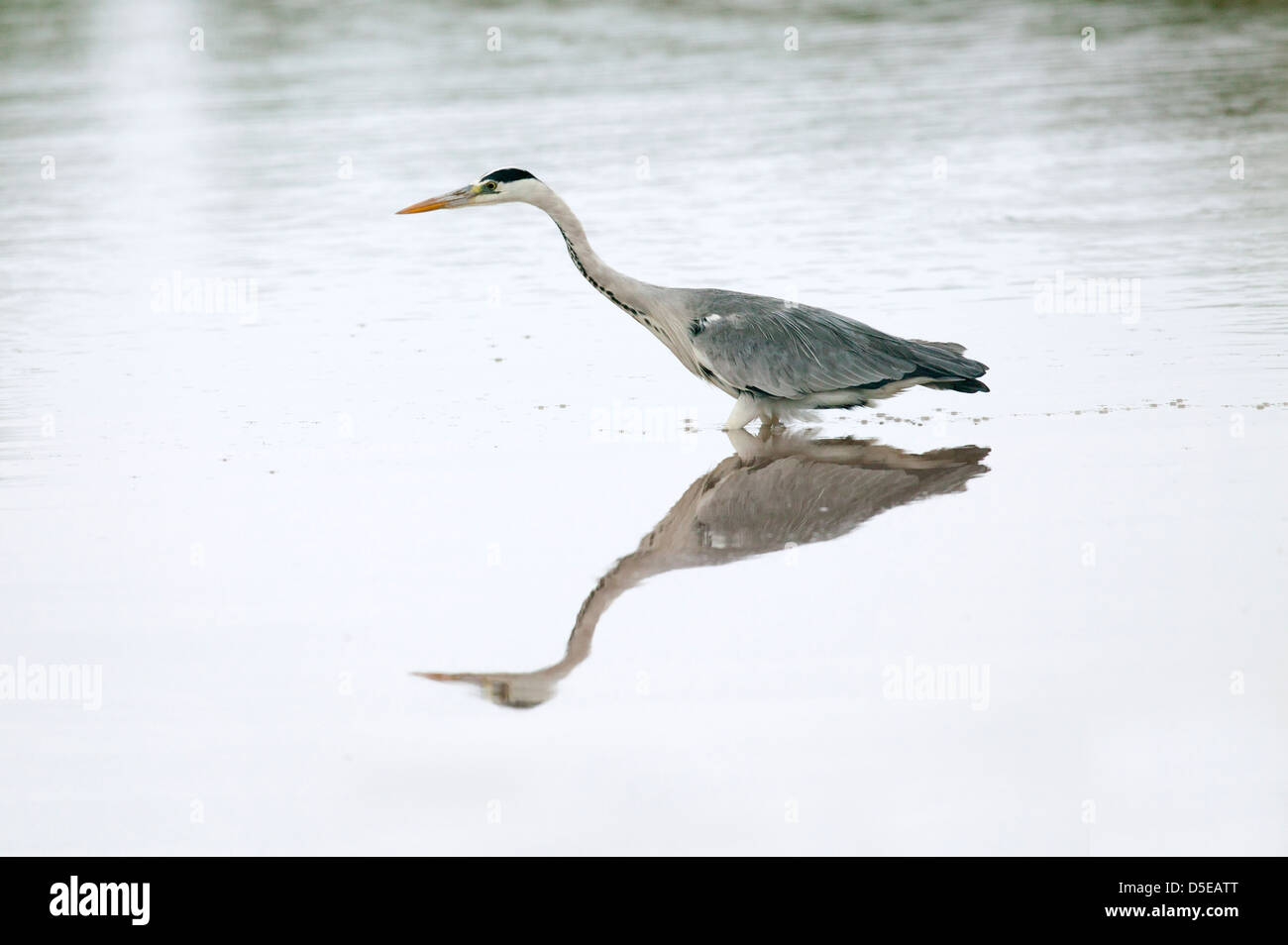 Grey Heron Ardea cinerea with a symmetrical reflection on a fishing trip knee in the river Stock Photo