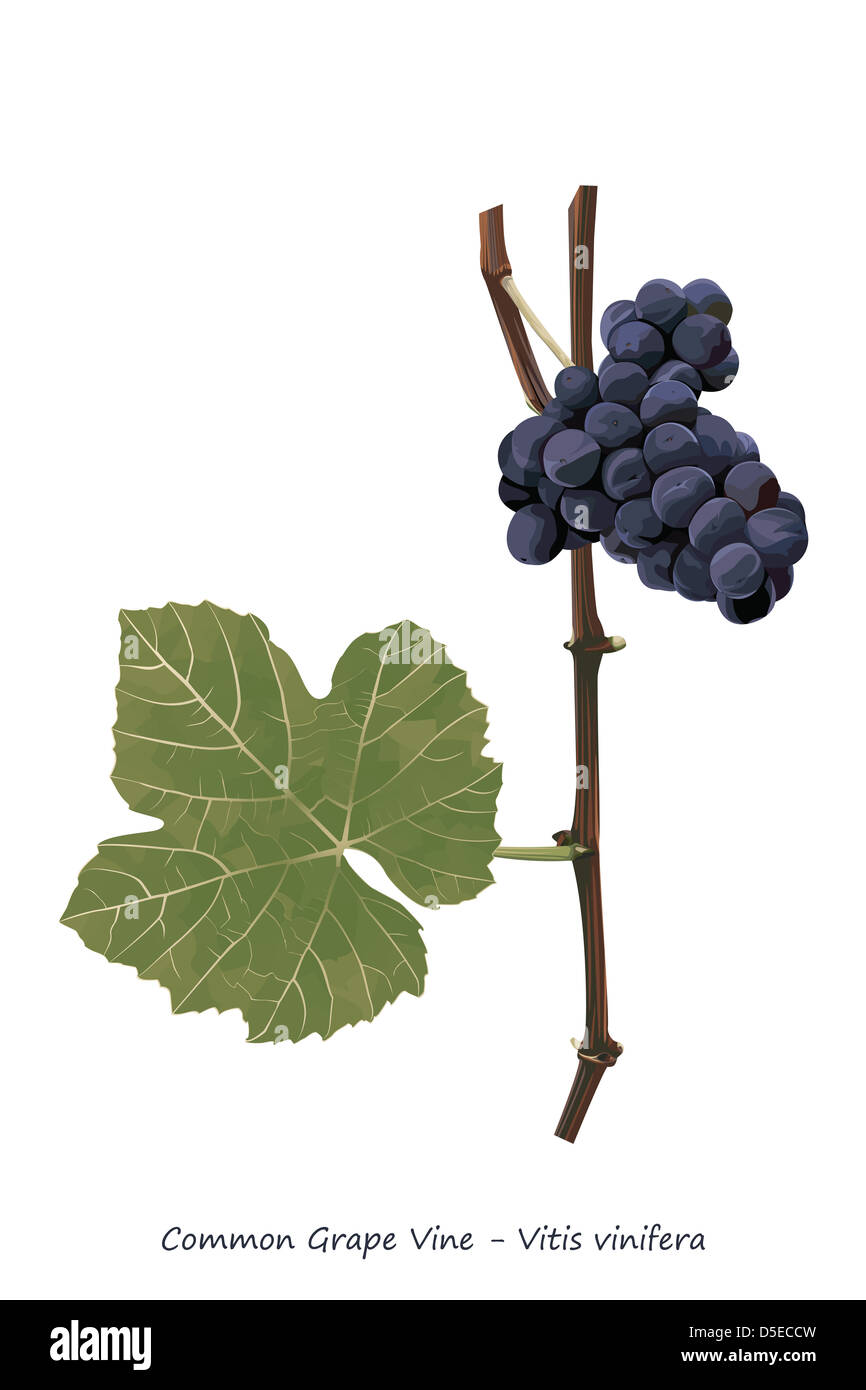 Grape vine shoot with fruit and leaf illustration Stock Photo