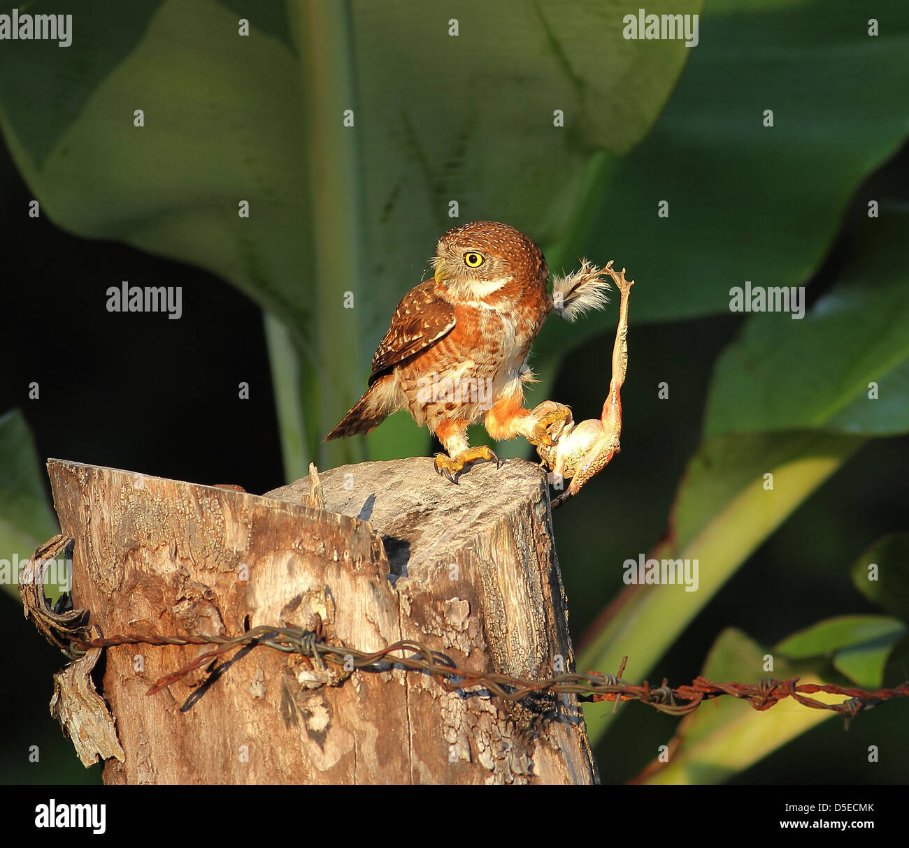 Cuban Pygmy-Owl with  a frog for breakfast Stock Photo