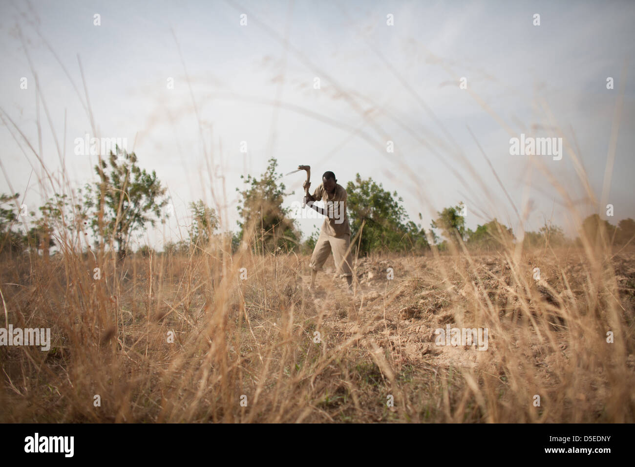 A man harvests Yams on his farm in Nandom, Ghana. Stock Photo