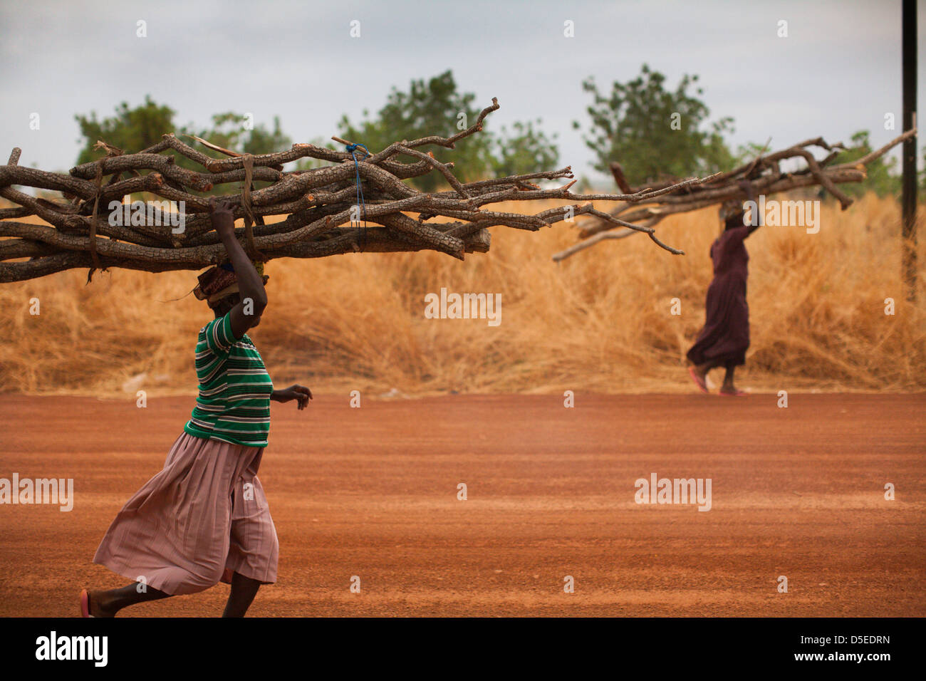 Women carry wood on their heads, near the village of Nandom, Ghana. Stock Photo