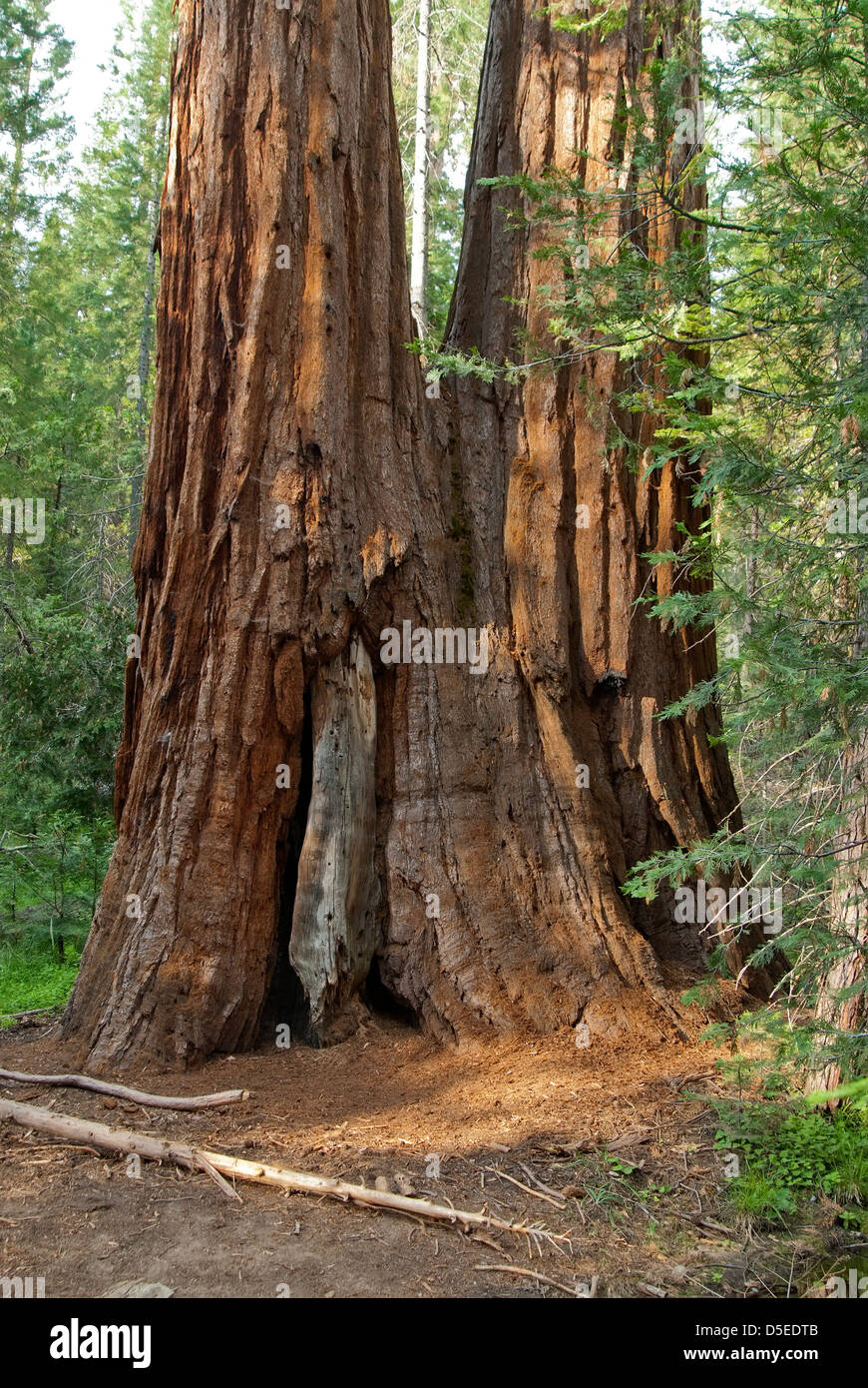 Sequoia tree split  trunk Stock Photo