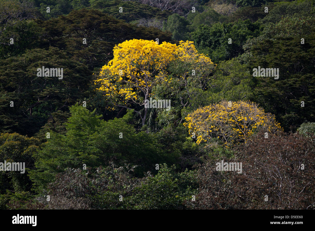 Gold Trees, sci.name; Tabebuia guayacan, near Gamboa, Soberania national park, Republic of Panama. Stock Photo