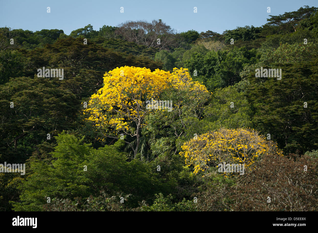 Gold Trees, sci.name; Tabebuia guayacan, near Gamboa, Soberania national park, Republic of Panama. Stock Photo