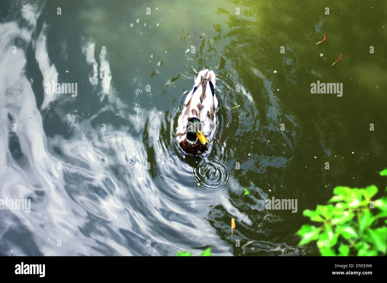 A duck in the river. Stock Photo