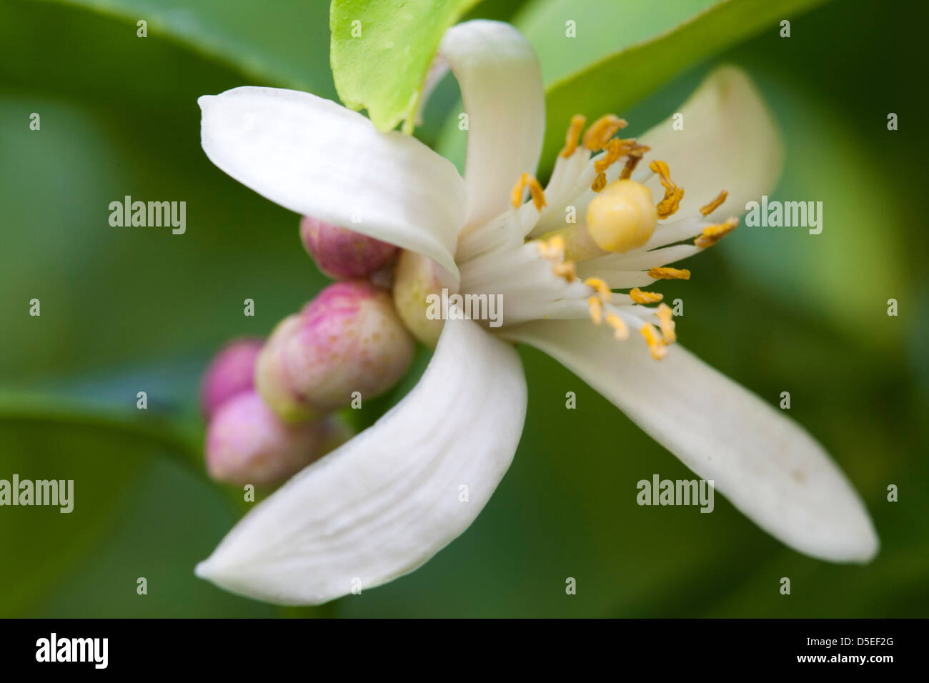 Lemon Tree Blossom Stock Photo Alamy