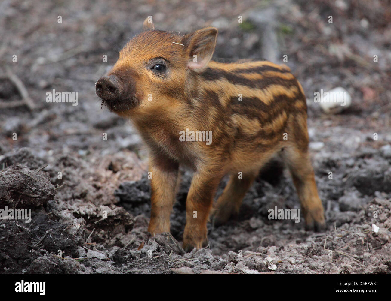 Wild Boar piglet (Sus scrofa) in woodland setting. Stock Photo