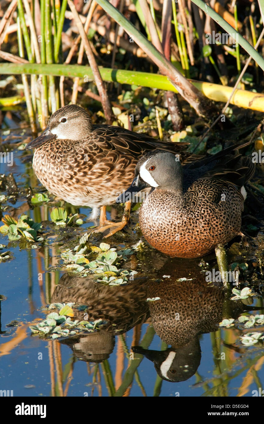 Blue-winged Teal - Green Cay Wetlands - Boynton Beach, Florida USA Stock Photo
