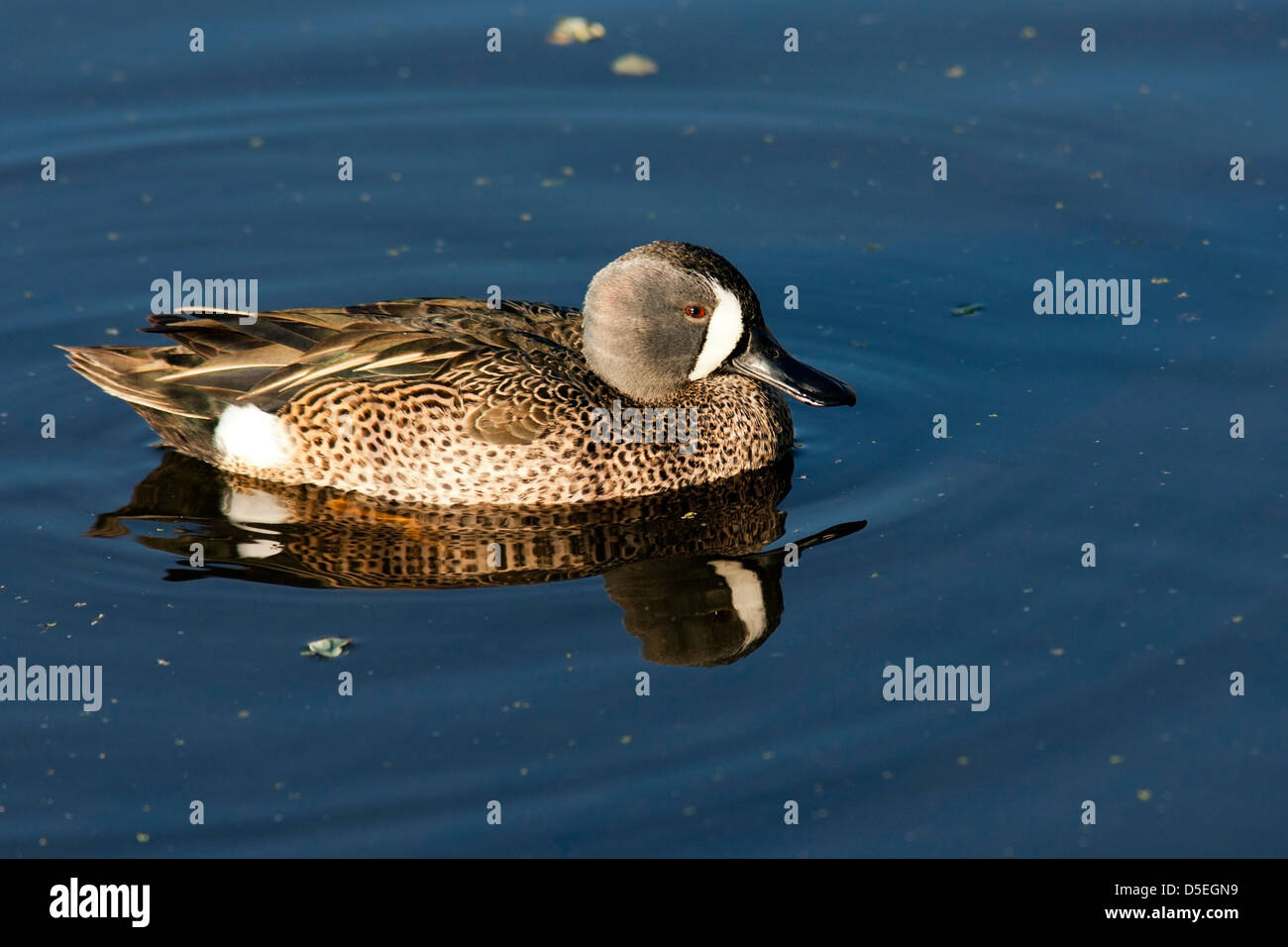 Blue-winged Teal (Male) - Green Cay Wetlands - Boynton Beach, Florida USA Stock Photo