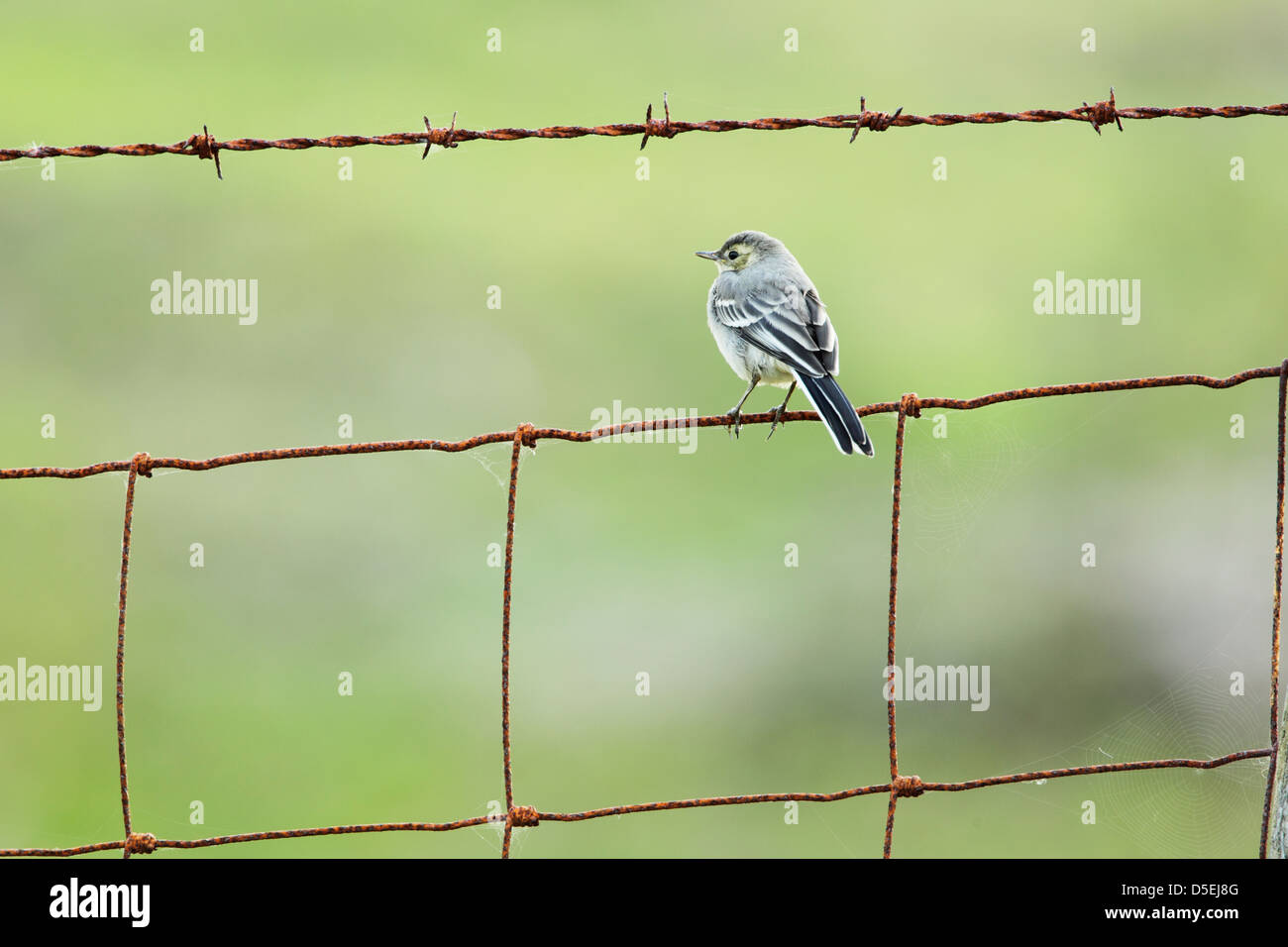 Juvenile pied wagtail (Motacilla alba) perched on a rusting wire fence below a run of barbed wire Stock Photo