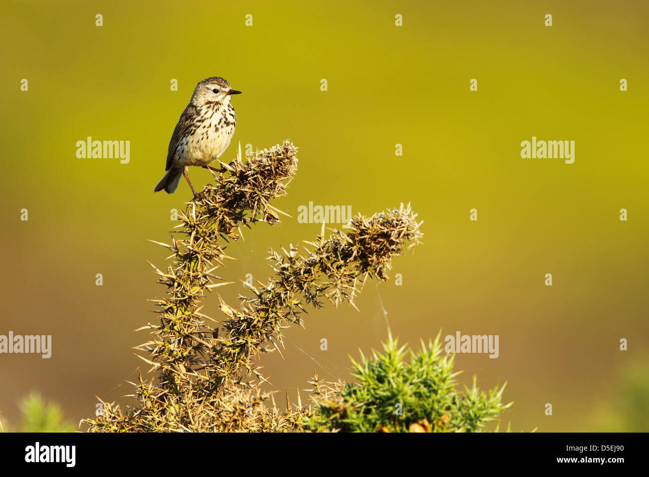 Meadow pipit (Anthus pratensis) perched on a gorse shrub in bright early morning light Stock Photo