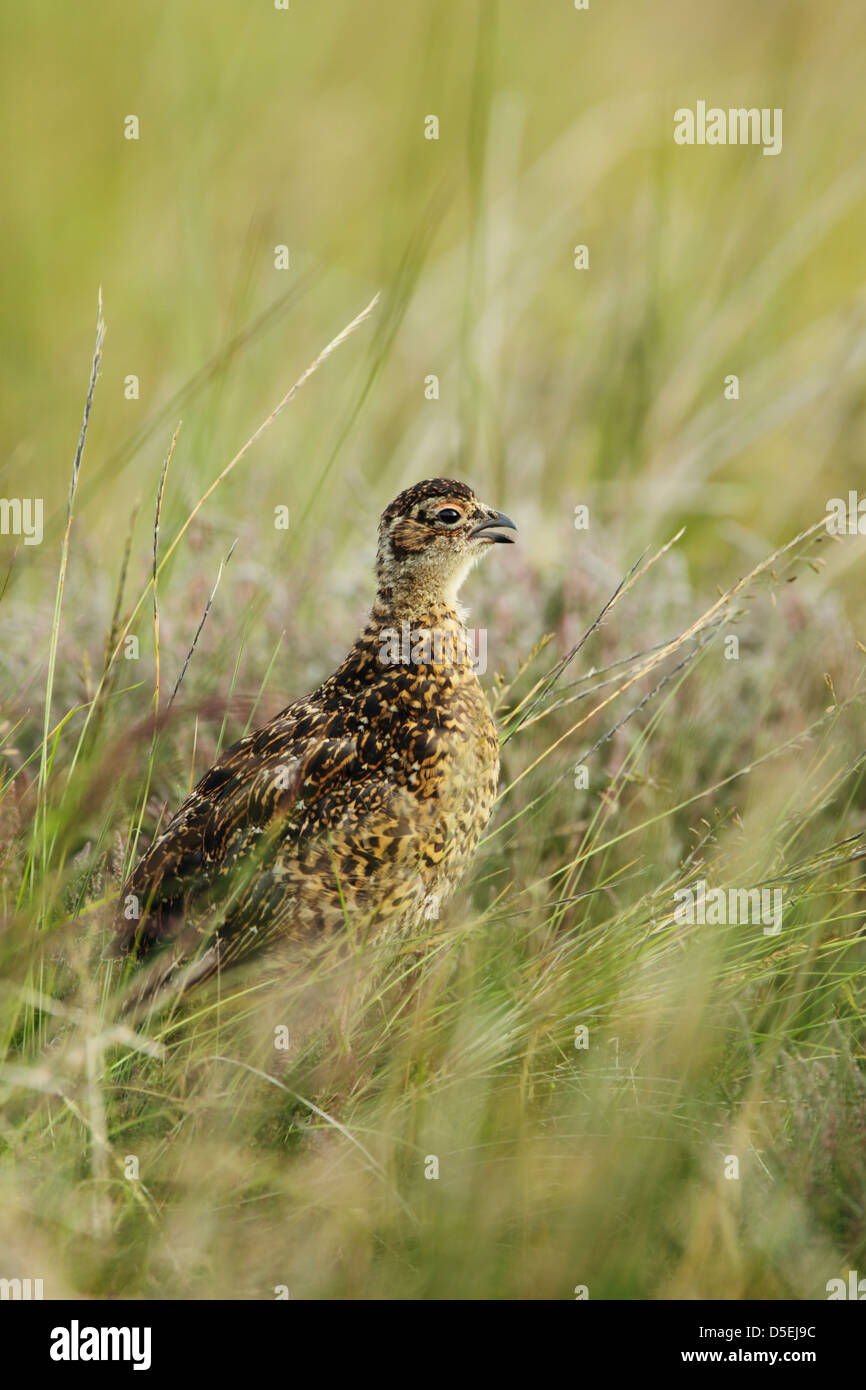 Red grouse (Lagopus lagopus scoticus) well grown chick calling from among tall grass Stock Photo