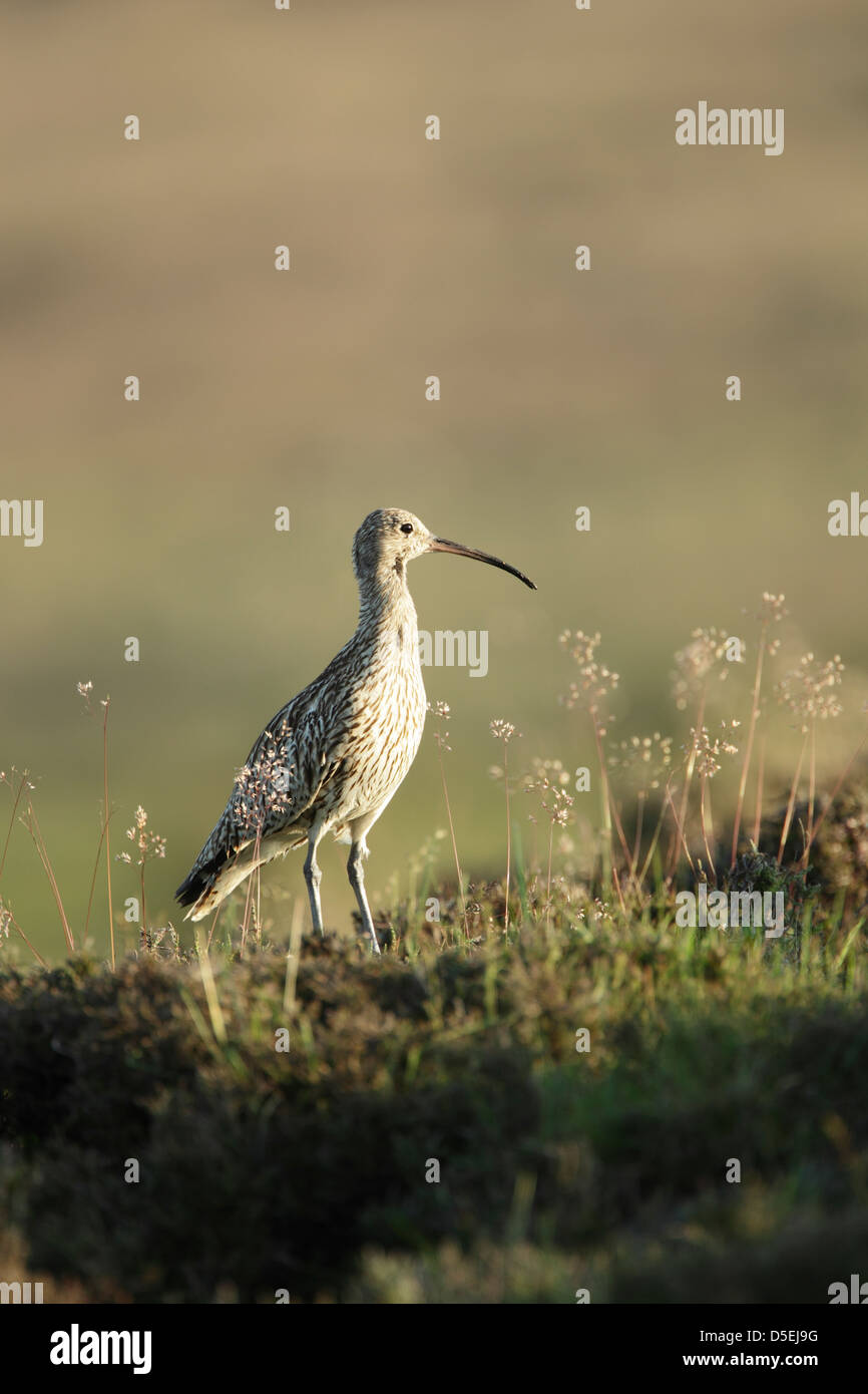 Eurasian Curlew (Numenius arquata) juvenile standing among rough grass at the edge of a moor Stock Photo