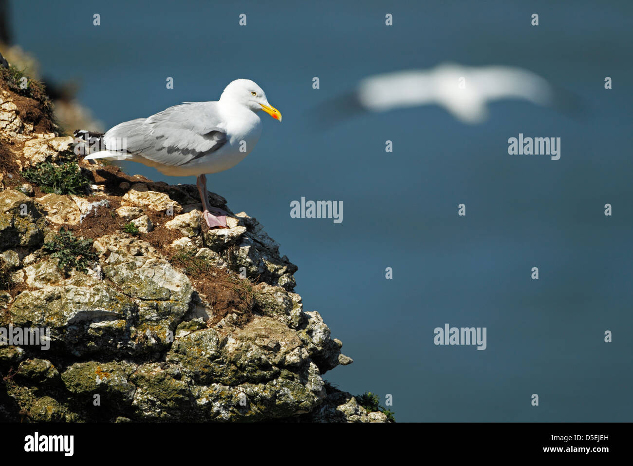 Herring gull (Larus argentatus) standing on a cliff edge as a