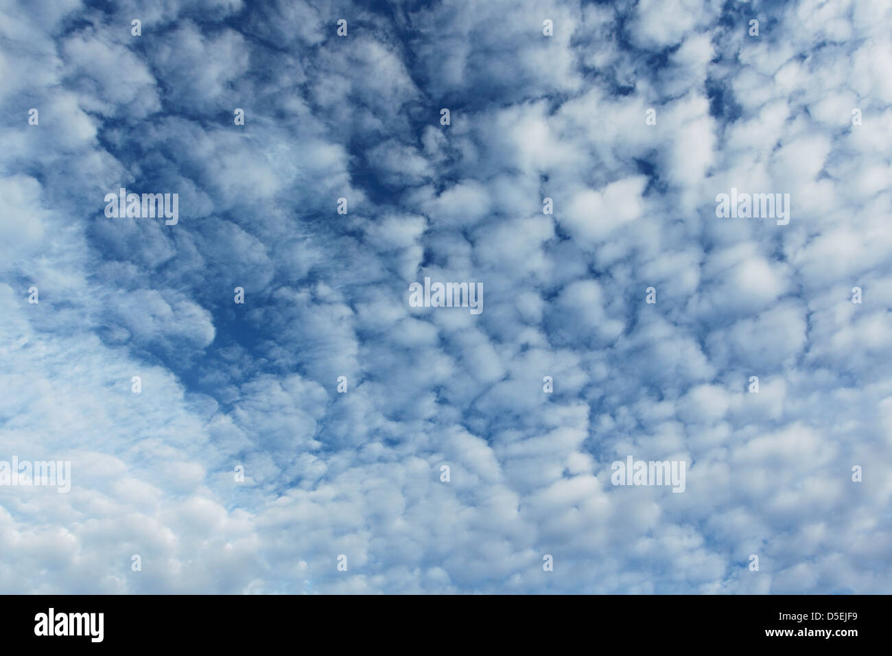 Altocumulus floccus cloud patterns of white globular cloud forms against a blue sky Stock Photo
