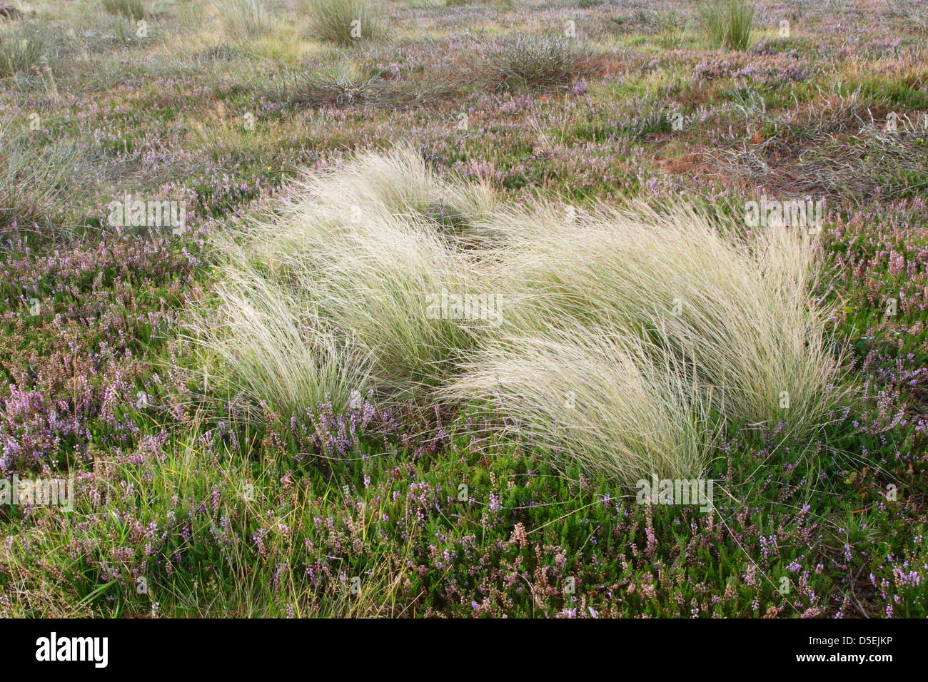 Sheep's fescue (Festuca ovina) grass growing among heather (Calluna vulgaris) Stock Photo