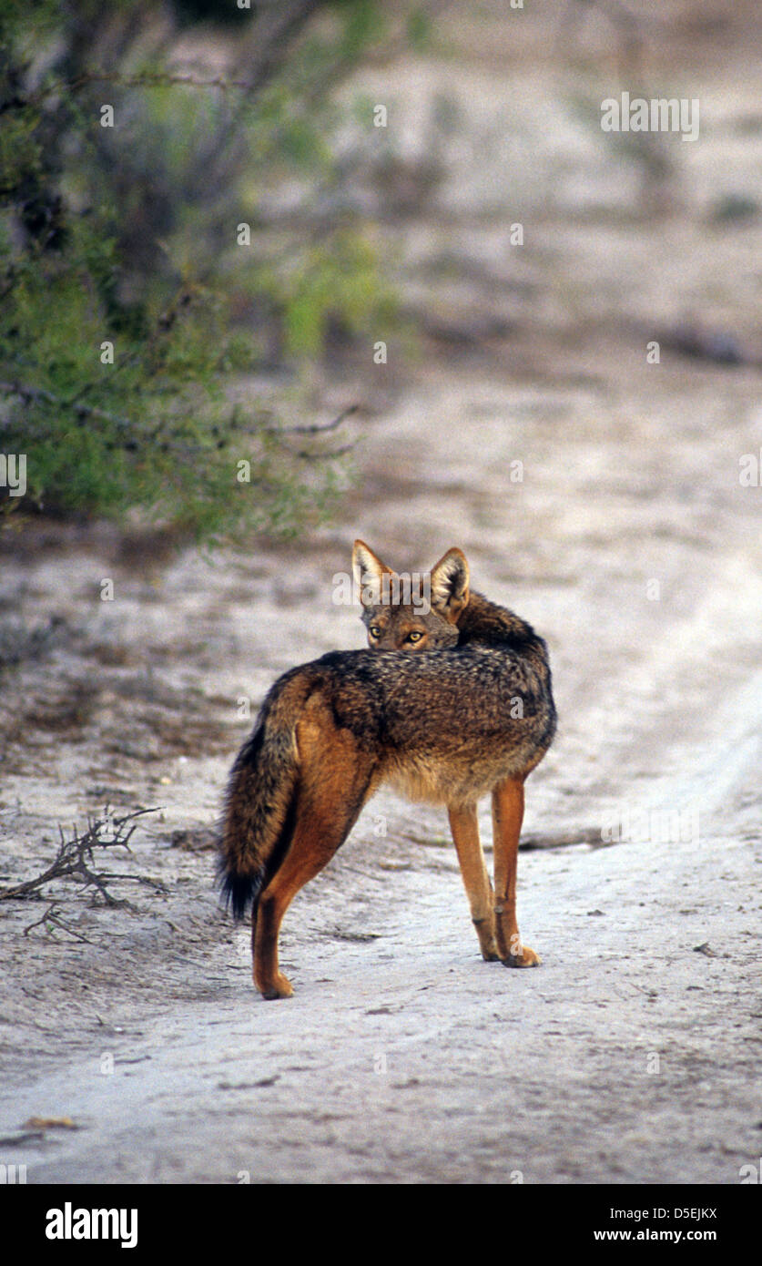 coyote cloudwing
