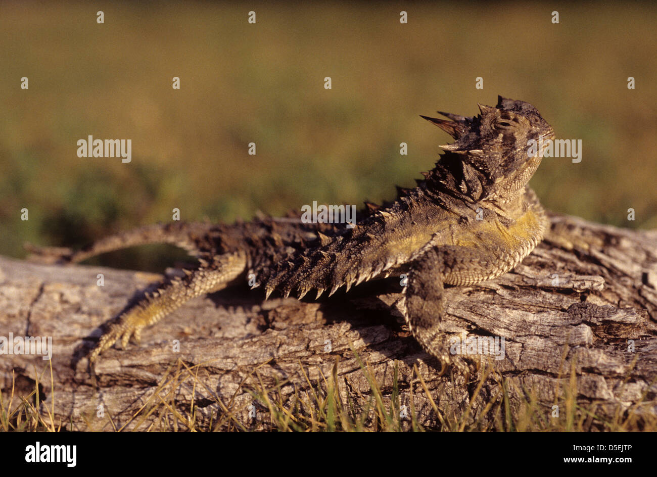 A Texas Horned Lizard (Phrynosoma Cornutum) Sitting On Log Stock Photo ...