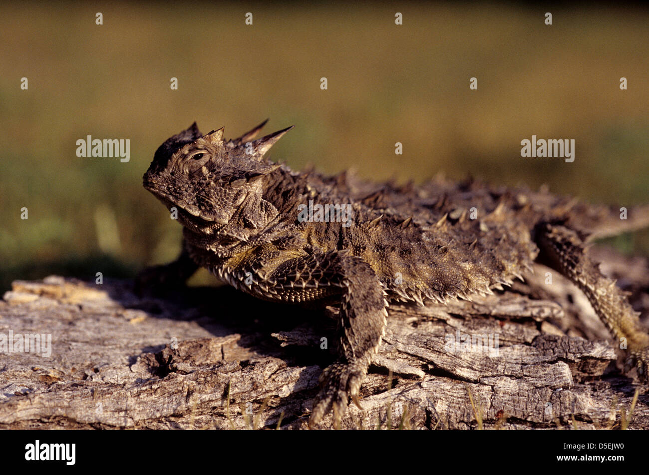 A Texas horned lizard (Phrynosoma cornutum) sitting on log Stock Photo Alamy