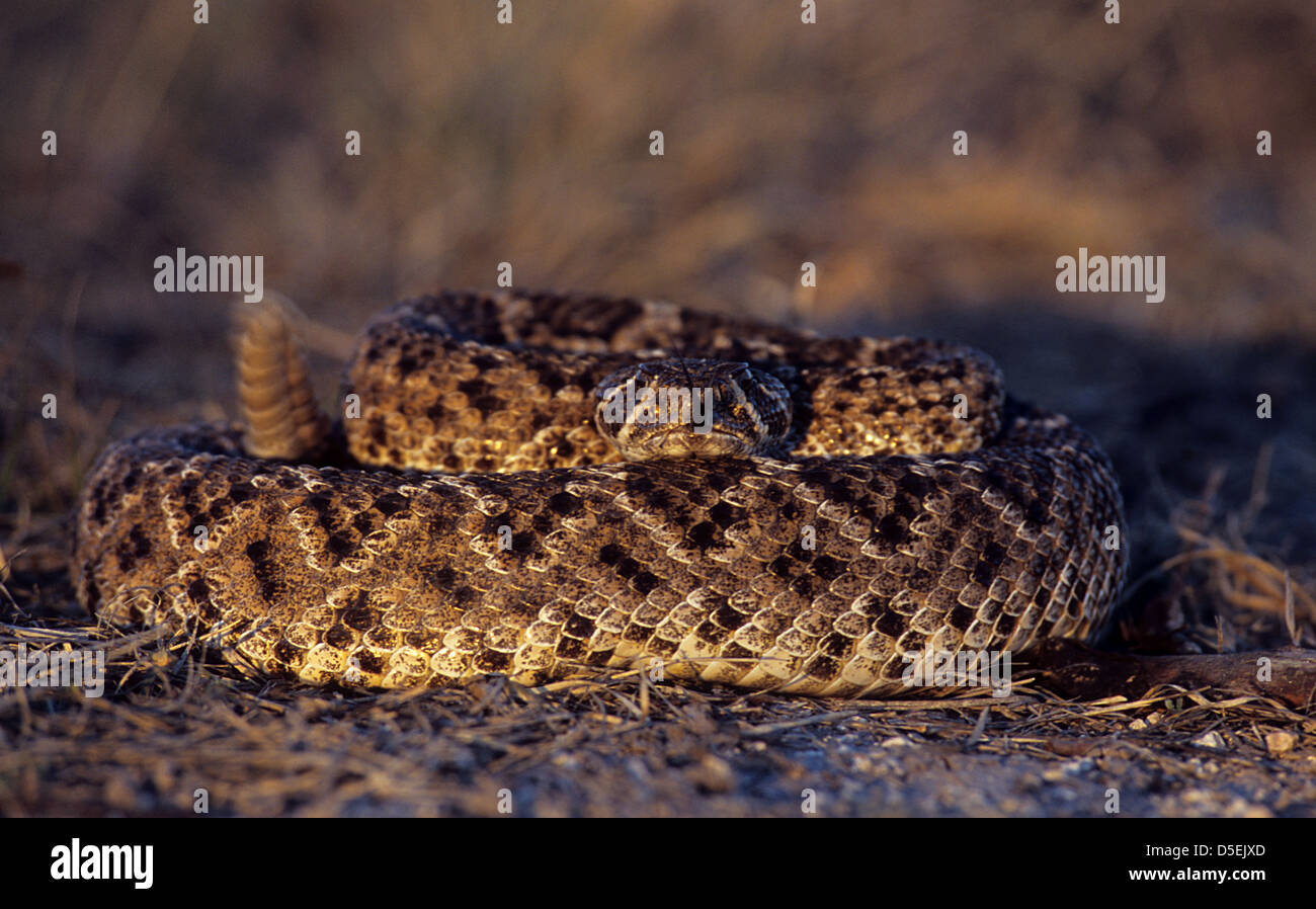 A western diamondback rattlesnake (Crotalus atrox) coiled and ready to 