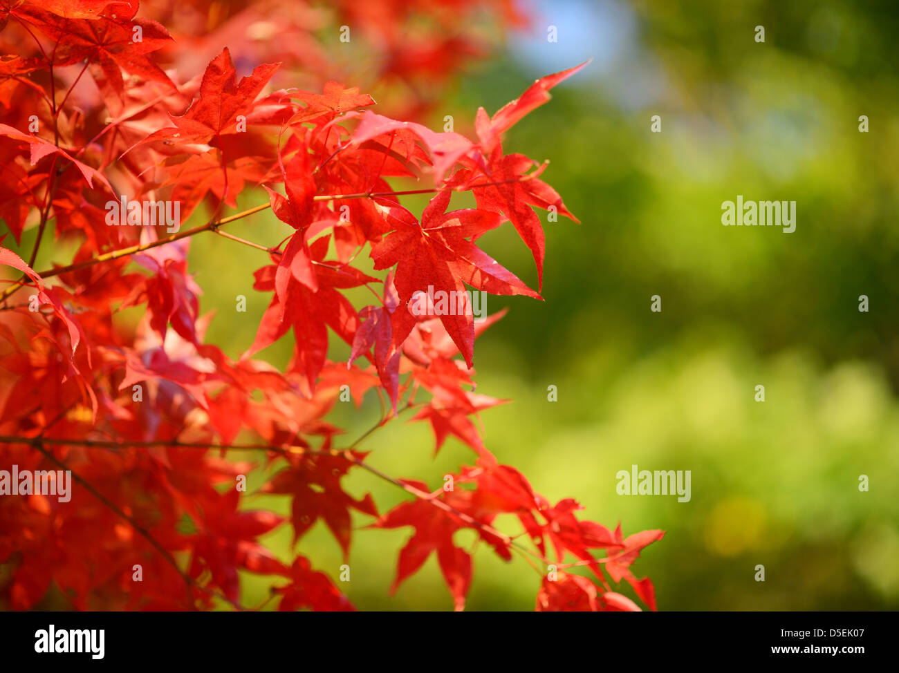 japanese maples in red color Stock Photo