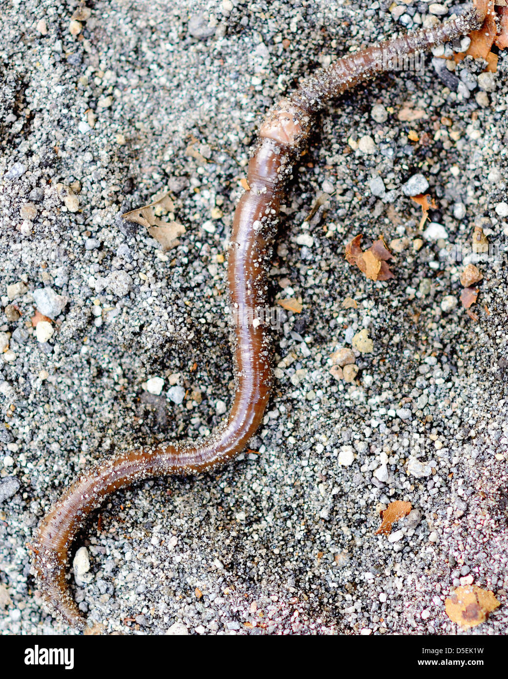 earthworm in gravel Stock Photo