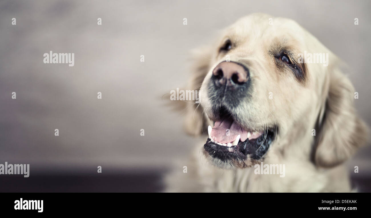 Picture presenting friendly nice pet Stock Photo