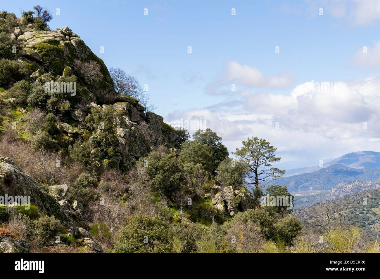 Trees in spanish mountains Stock Photo - Alamy