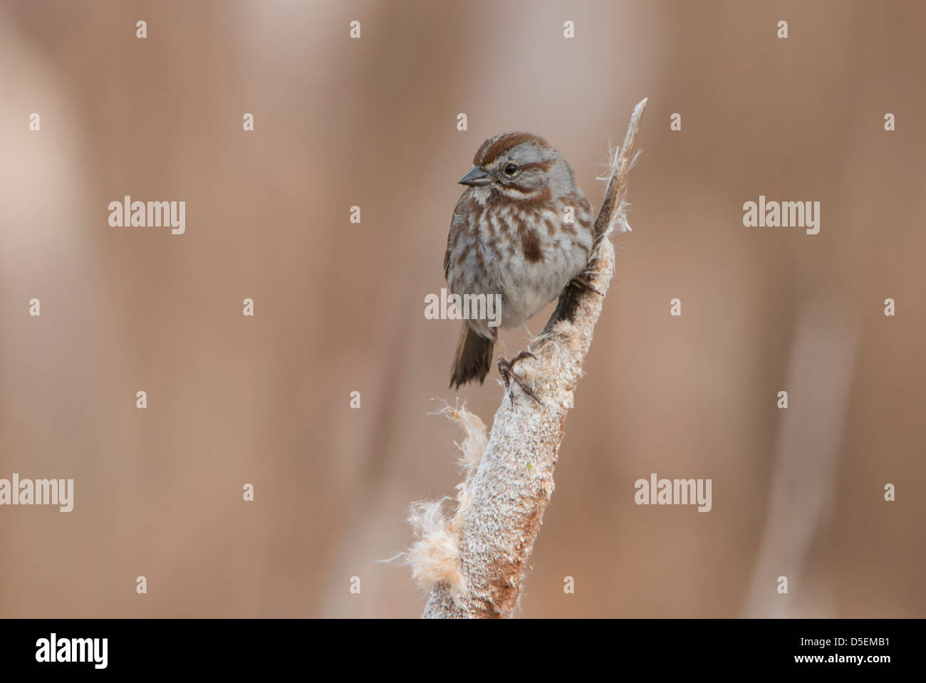 A Song Sparrow (Melospiza melodia) perched on a cattail, Lee Metcalf National Wildlife Refuge, Montana Stock Photo