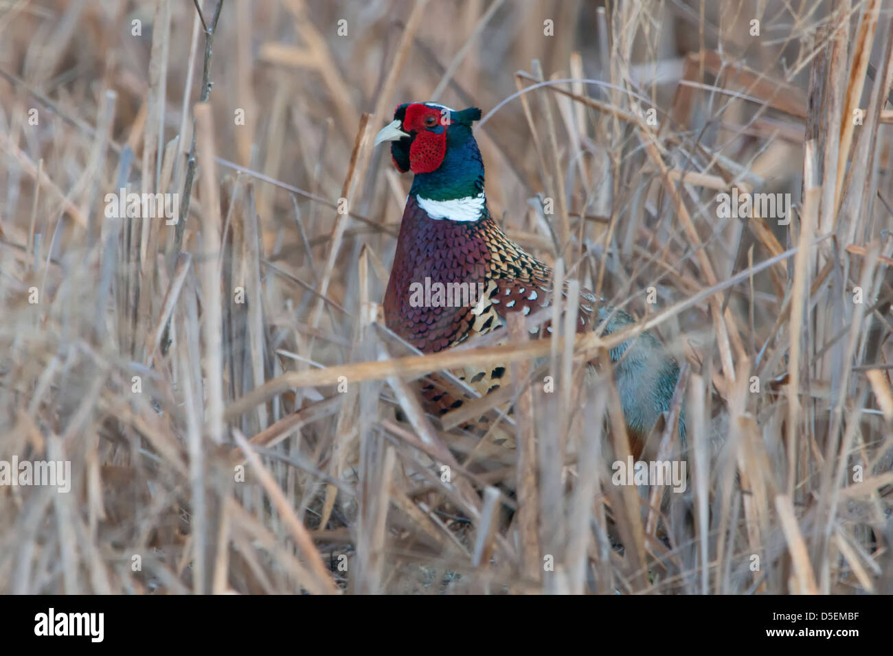 A ring-necked Pheasant (Phasianus colchicus) hides in reeds, Western Montana Stock Photo