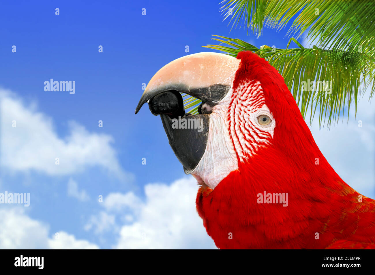 Curious Macaw Stock Photo