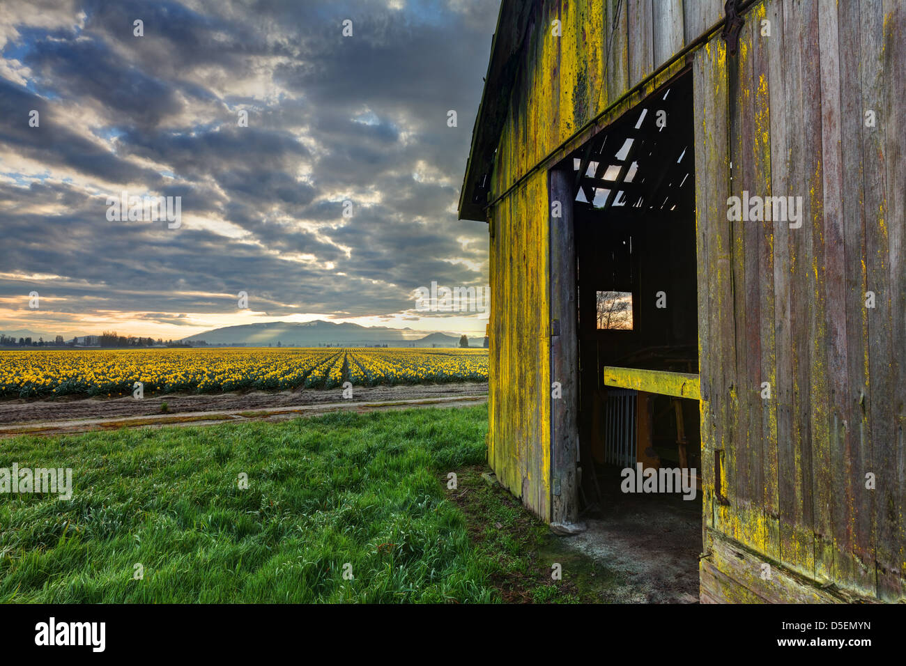 Daffodils blooming on a Skagit Valley farm, Washington Bulb Company