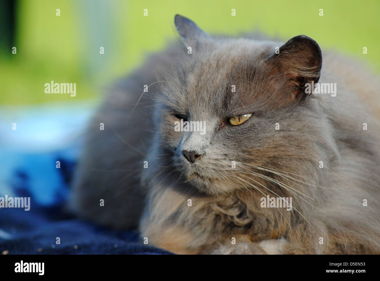 Cat on a mat Stock Photo Alamy
