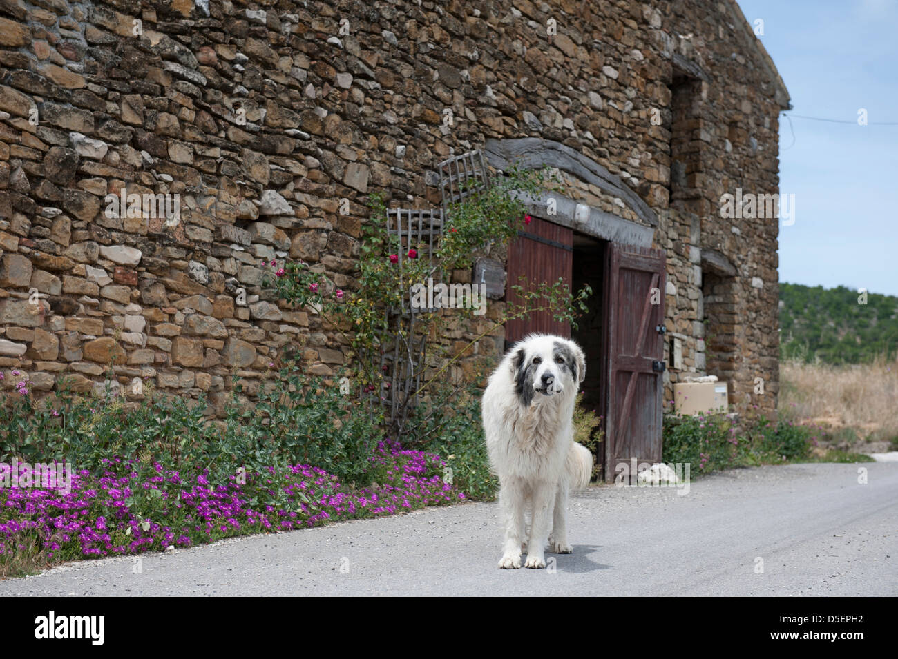 Guard dog, Provence, France. Stock Photo