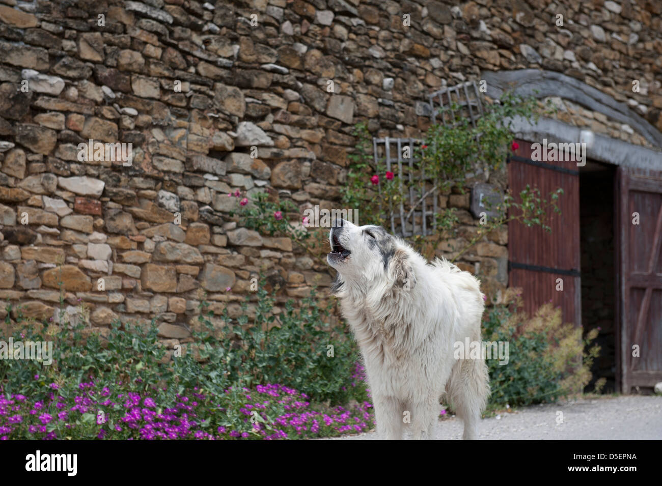 Guard dog, Provence, France. Stock Photo