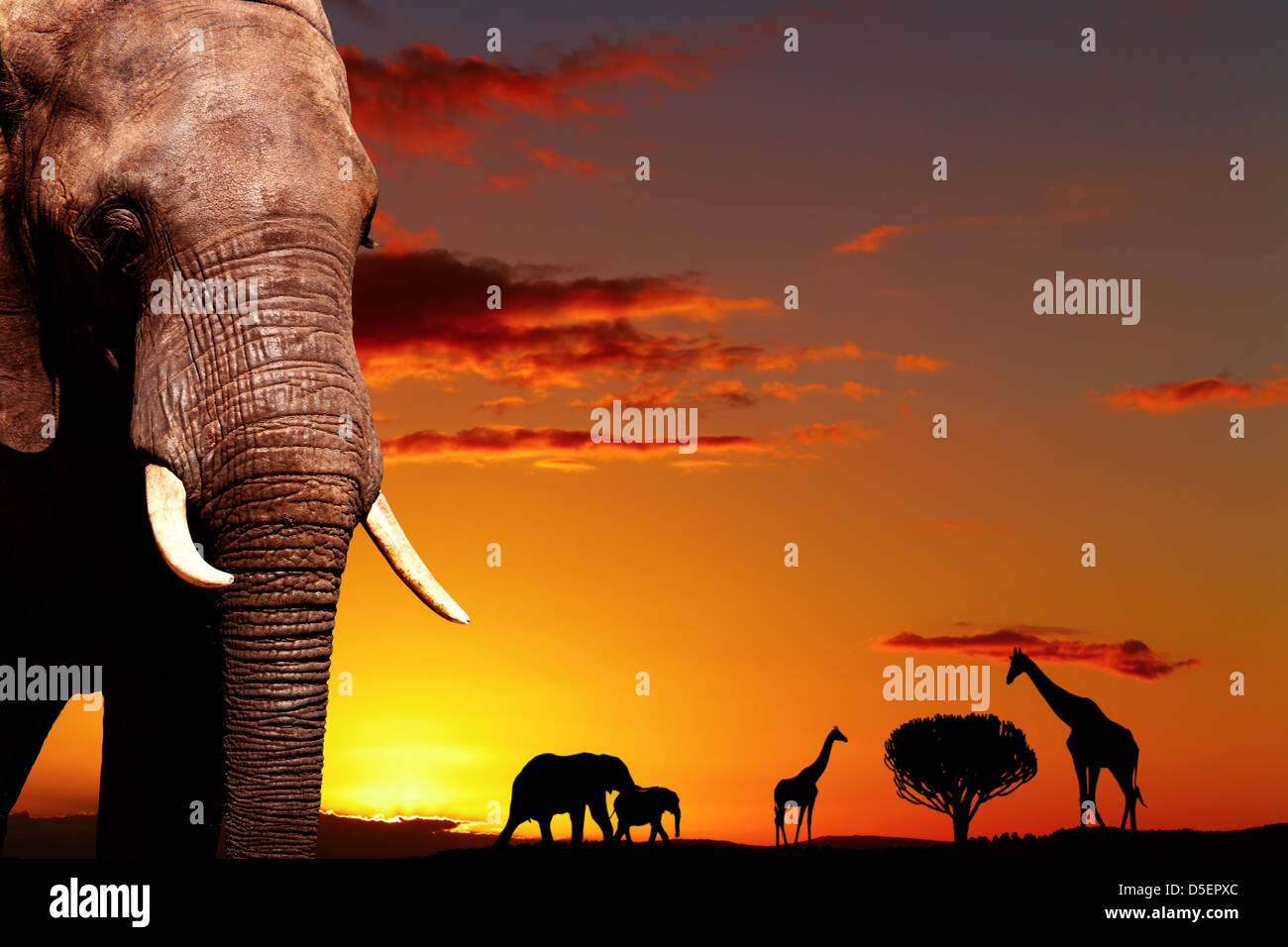 African elephant in savanna at sunset Stock Photo