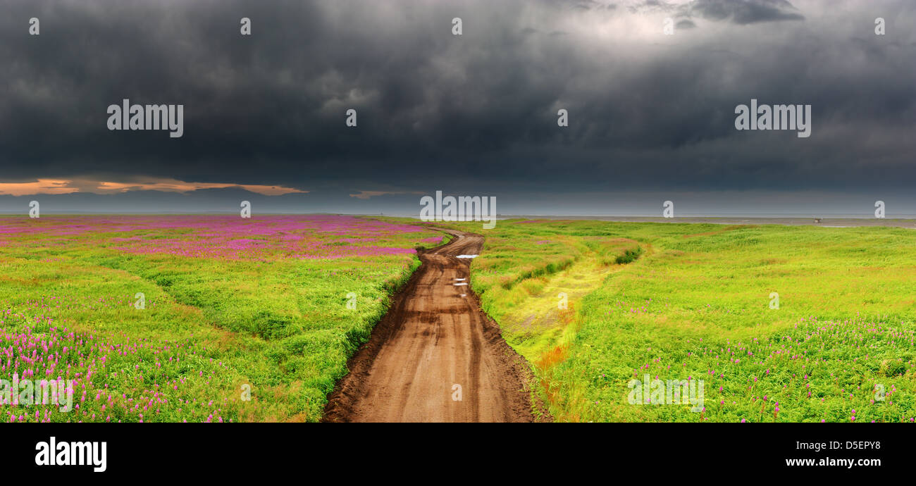 Panorama of dirty road in blossoming field, Kamchatka, Russia Stock Photo