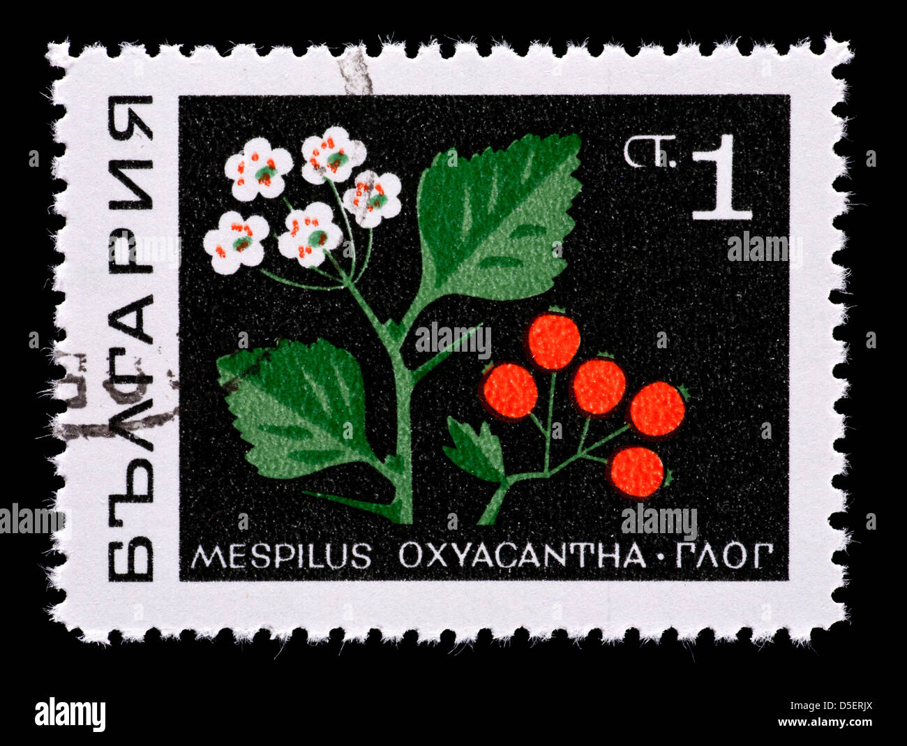 Postage stamp from Bulgaria depicting the Northern European Hawthorn flowers, leaves and berries (Mespilus oxyacantha) Stock Photo