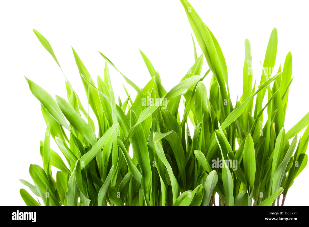 Fresh spring green grass isolated on white background Stock Photo
