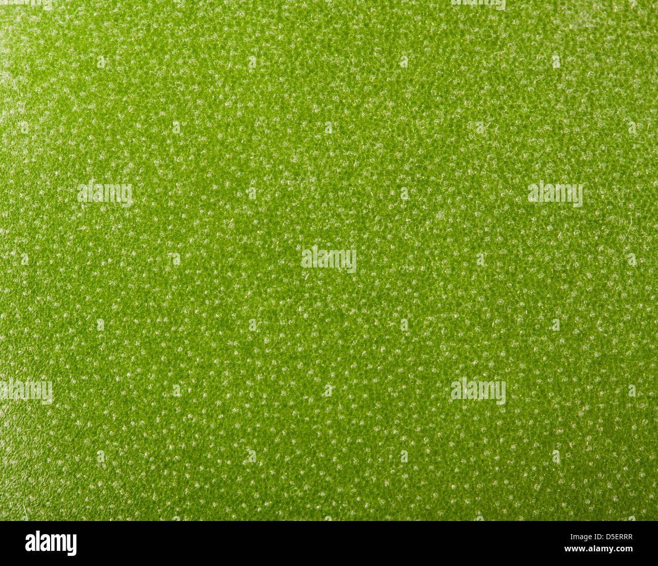 leaf texture Stock Photo