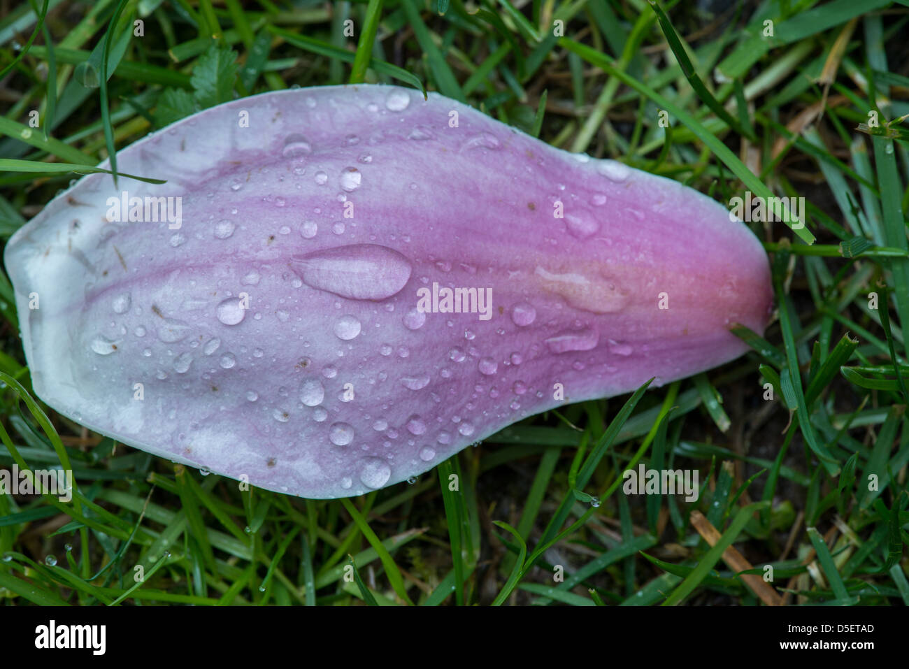 Magnolia Flower close-up with rain drops. Stock Photo