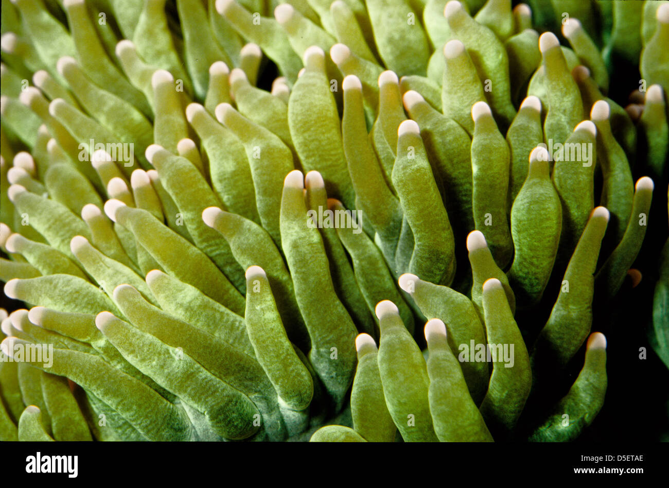 Elegance coral, Catalaphyllia jardinei, Euphylliidae, Indo-pacific Ocean Stock Photo