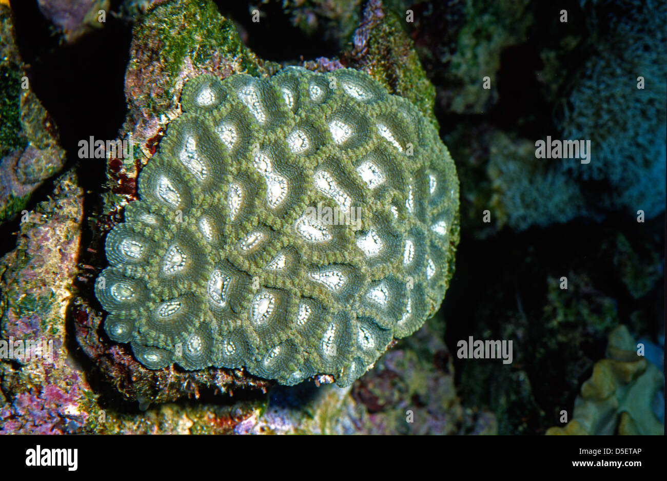 Brain coral Favia sp., Faviidae, Indo-pacific Ocean Stock Photo