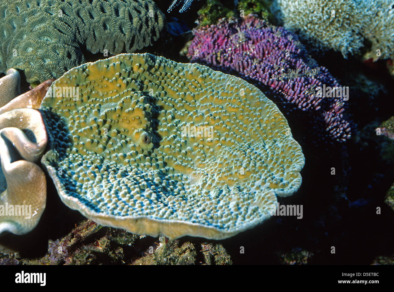 Yellow scroll coral (Turbinaria reniformis), Dendrophyllidae, Indo-pacific Ocean Stock Photo