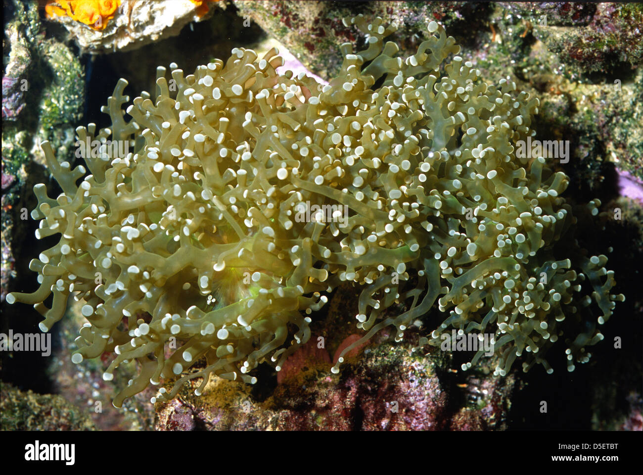 Frogspawn coral hi-res stock photography and images - Alamy