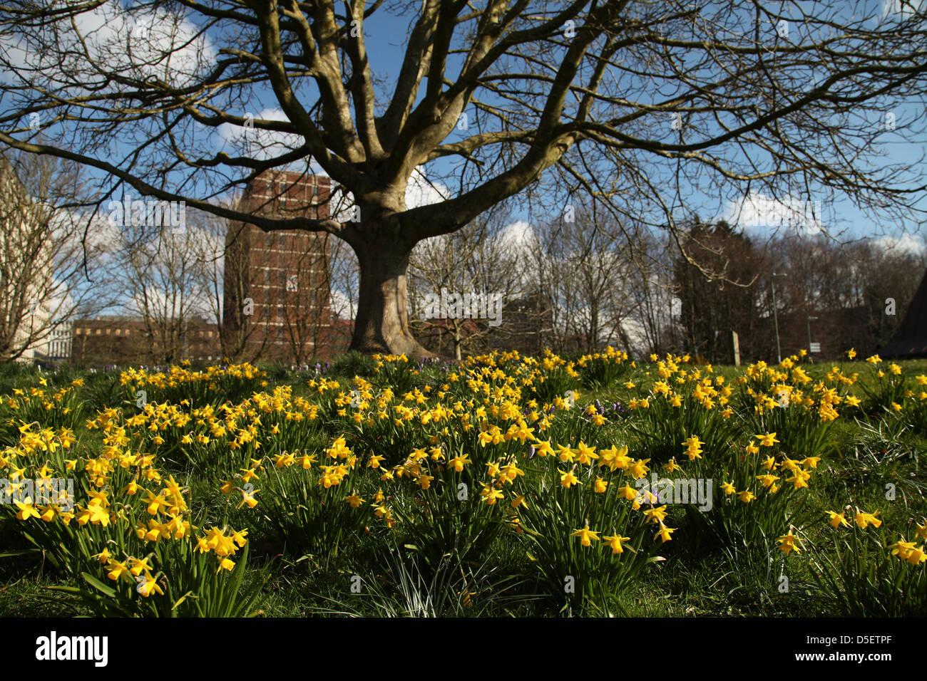 Basingstoke,UK. 31st March, 2013.  Daffodils blooming in Easter sunshine in Eastrop Park, Basingstoke on Easter Sunday. Cold March weather has delayed the start of Spring across the country. Credit: Rob Arnold/Alamy Live News Stock Photo