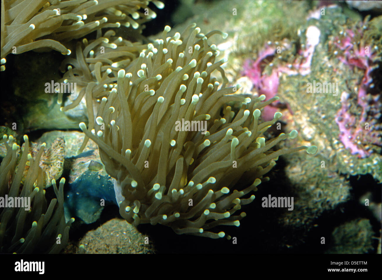 Aussie Torch Coral, Euphyllia glabrescens, Euphylliidae Stock Photo