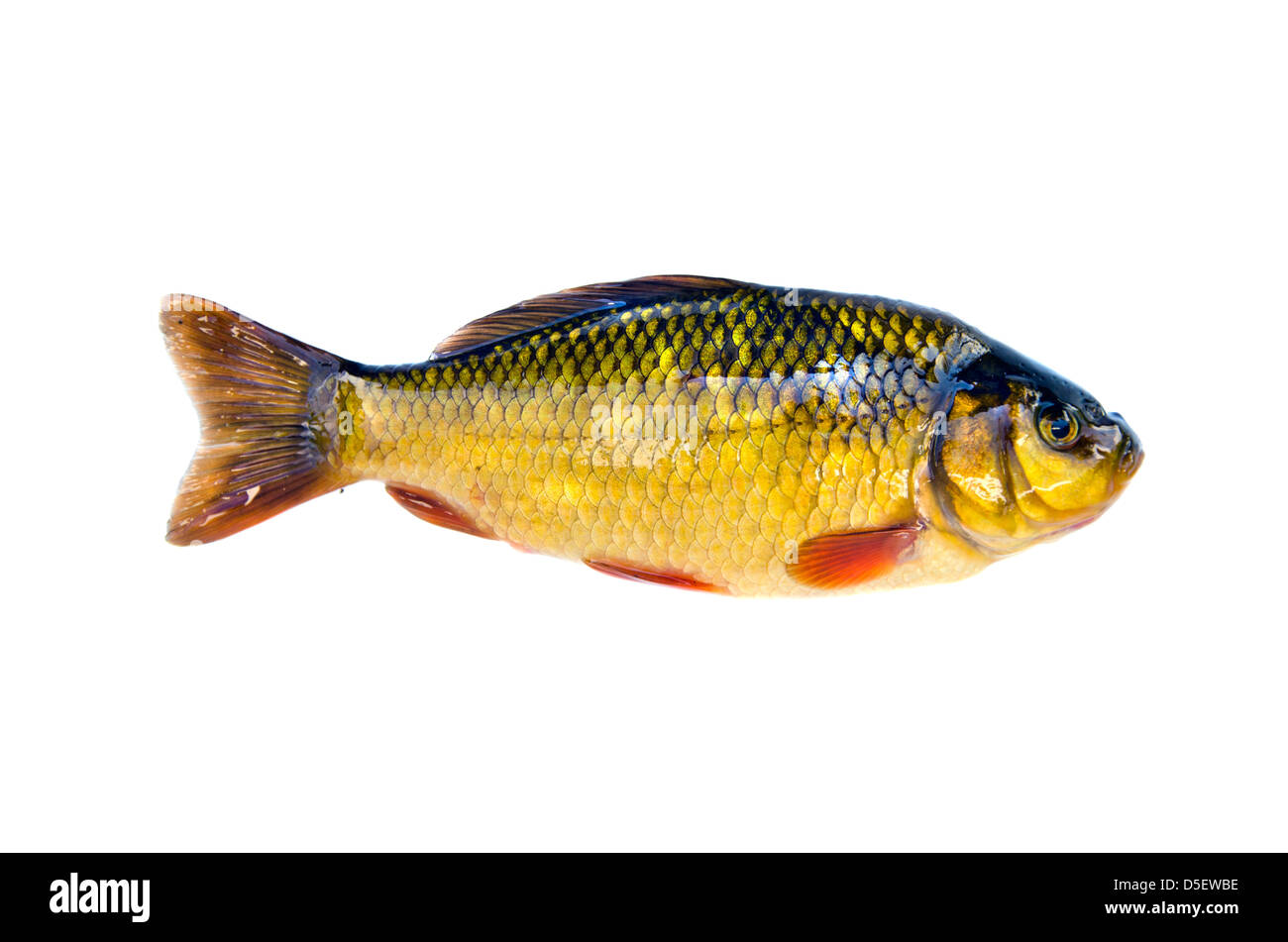 fish crucian carp (Carassius carassius) isolated on white background Stock Photo